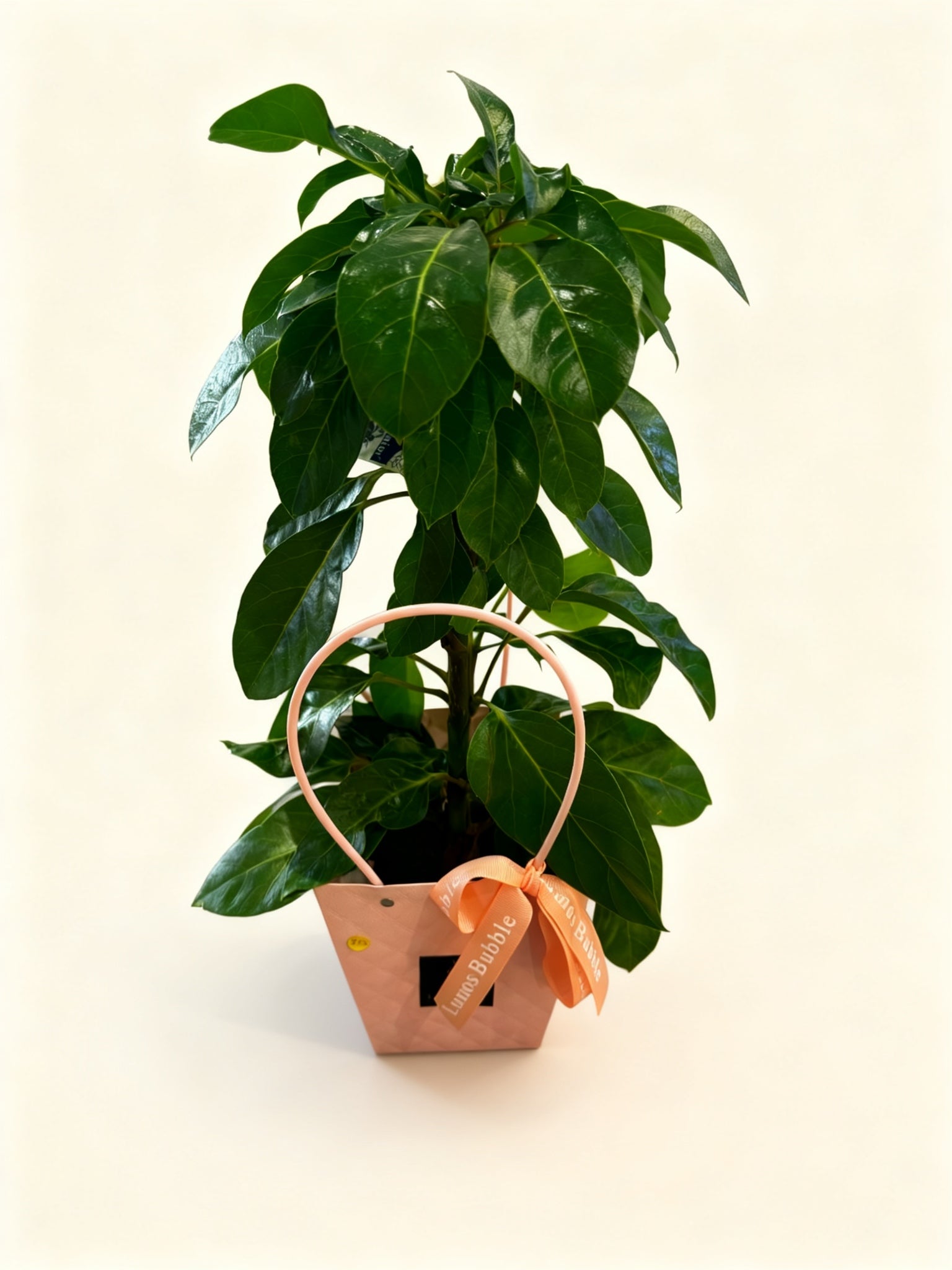 octopus tree indoor plant Octopus Tree (Schefflera) – Small Indoor Plant – Lumos Florist Studio